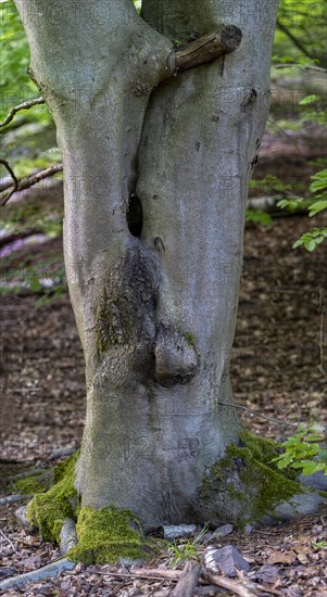 Tree trunk divided into twigs in the primeval forest Sababurg