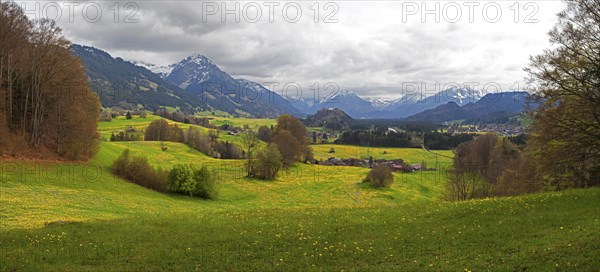 Landscape with flowering dandelion meadows