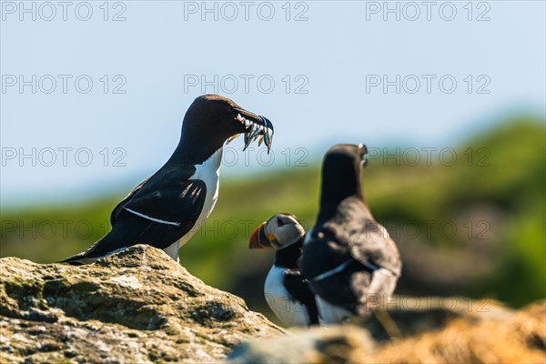 Razorbill