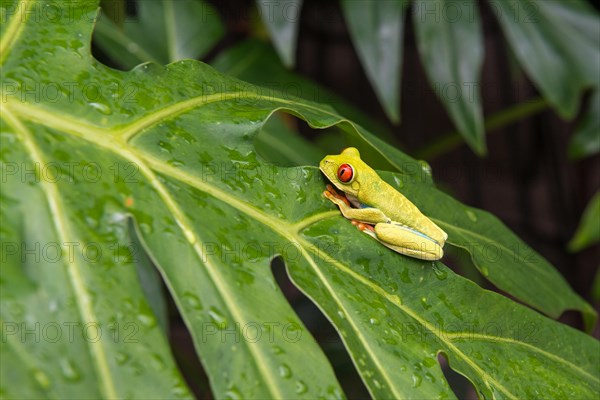 Rotaeugiger Laubfrosch