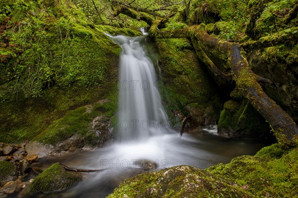 Waterfall in the UNESCO World Heritage Beech Forest in the Limestone Alps National Park