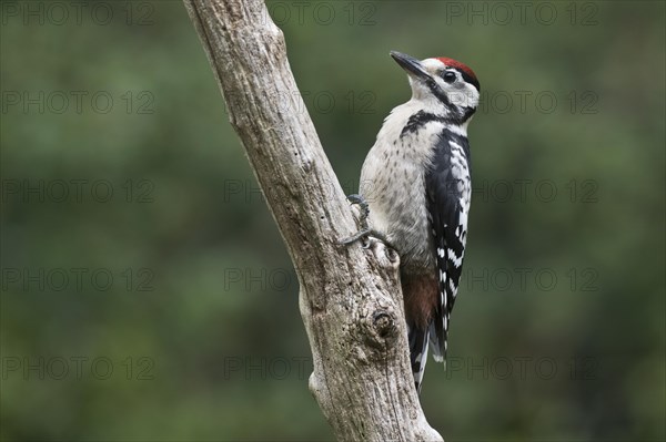 Middle Spotted Woodpecker