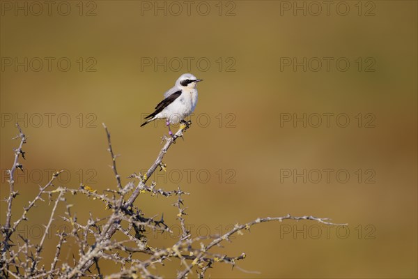 Northern wheatear