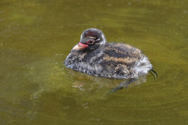 Little Grebe