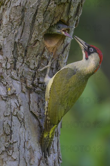 European green woodpecker