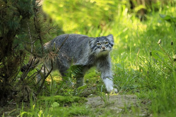 Manul