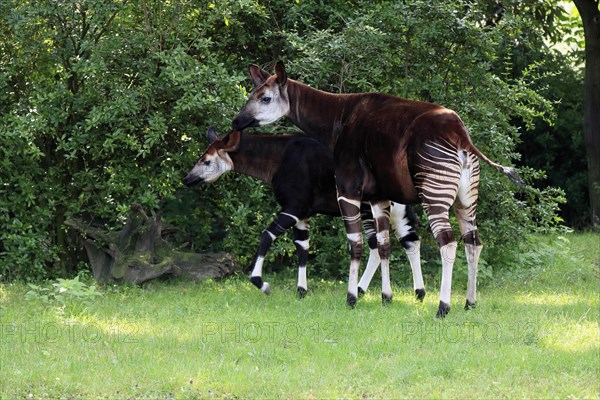 Okapi