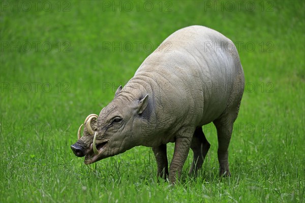 North sulawesi babirusa