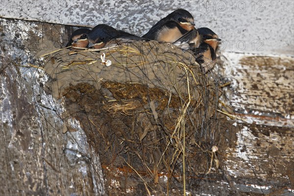 Barn swallows