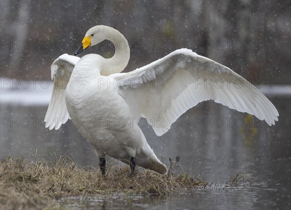 Whooper Swan