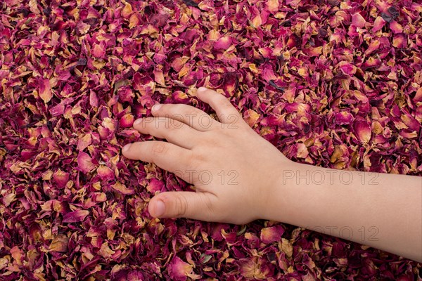 Dried rose petals as herbal tea is under hand