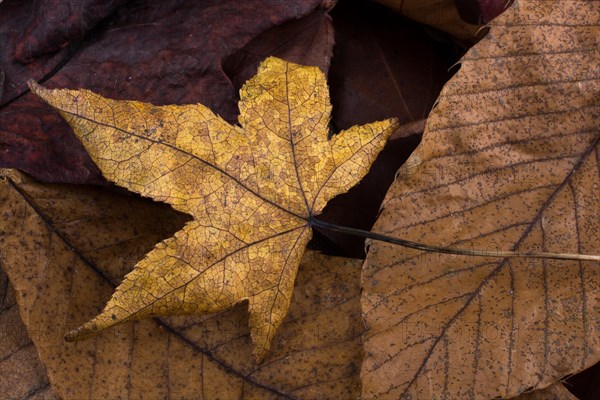 Beautiful dry leaves as an autumn background