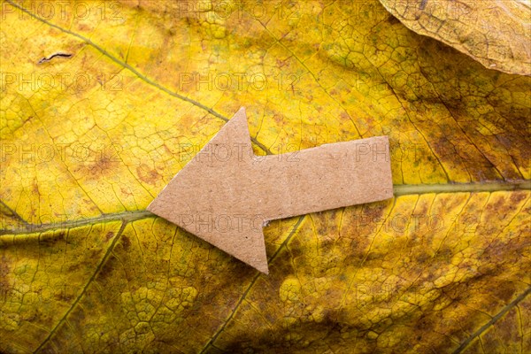 Arrow cut out of brown paper on dry leaf