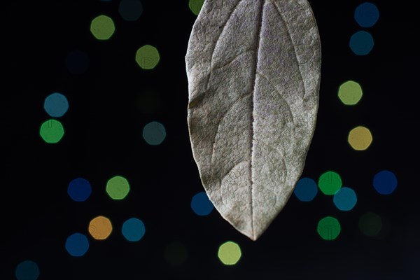 Dry leaf on a bokeh lighton a dark background