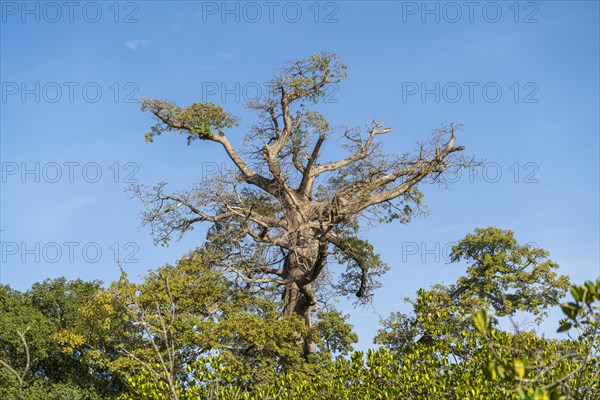 Kapok tree