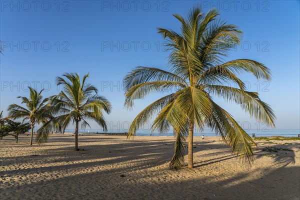 Coconut trees on the beach of Cape Point