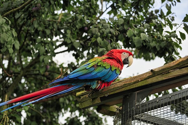 Red-and-green macaw