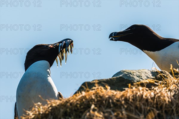 Razorbill