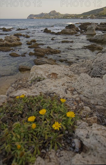 Coast near Cala Rajada