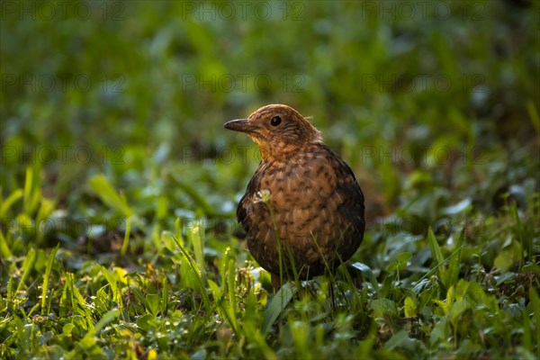 A female blackbird