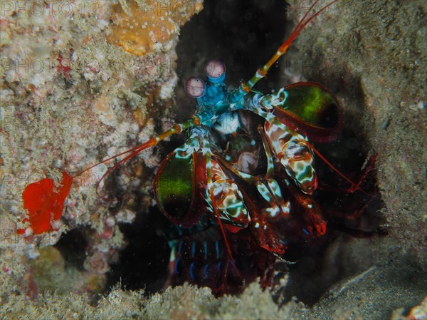 Peacock mantis shrimp