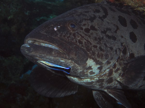 Potato grouper