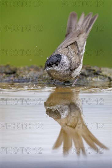 Bathing blackcap