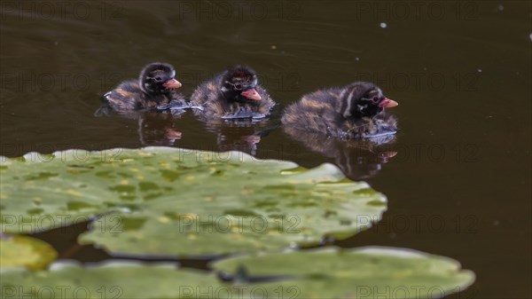 Little Grebe