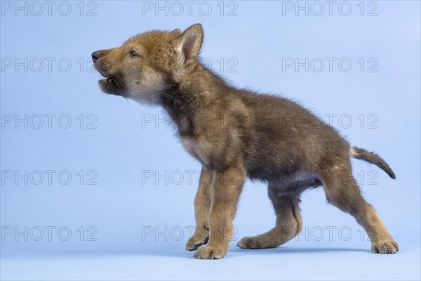 European gray wolf