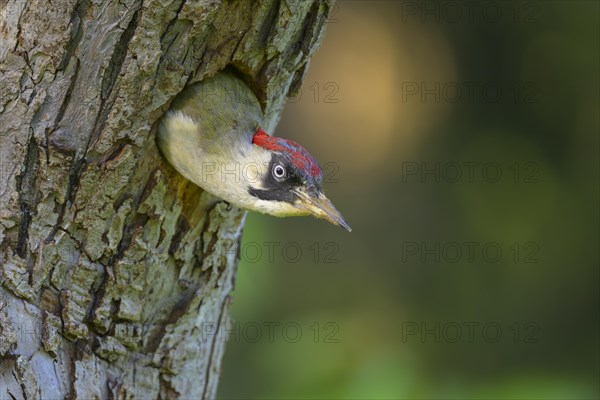 European green woodpecker