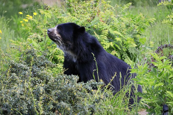 Spectacled bear