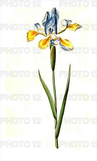 Spanish iris