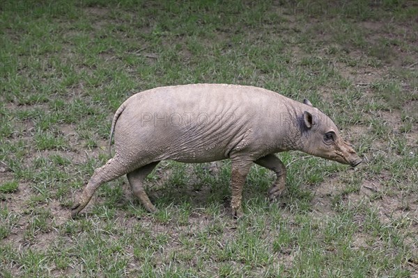 North sulawesi babirusa