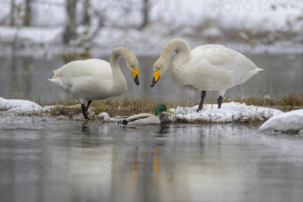 Whooper Swan