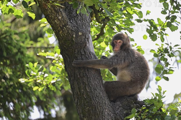 Japanese macaque