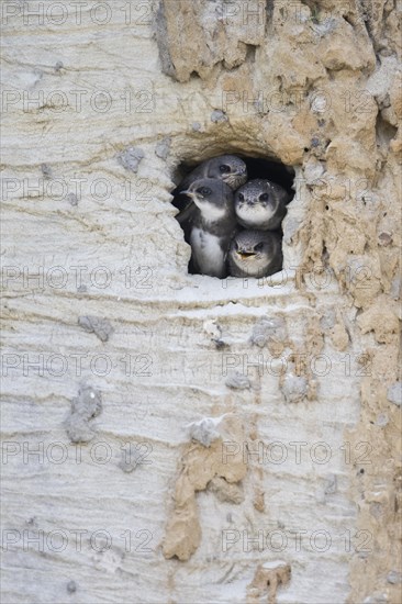 Sand martins