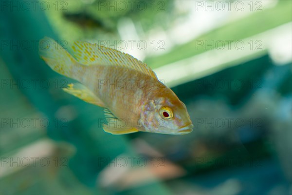 Beautiful colorful fish swims in the aquarium environment