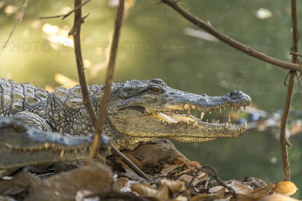 Nile crocodile in the sacred crocodile pool of Kachikally