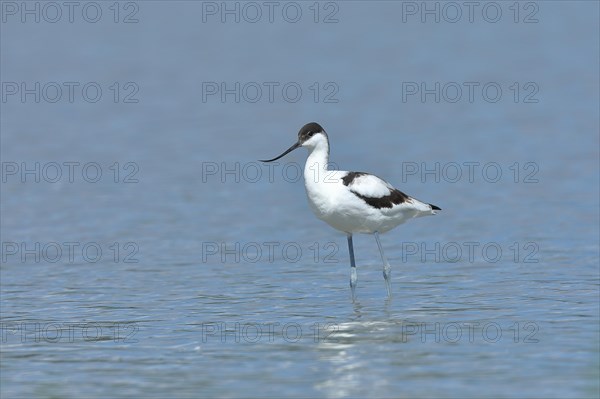 Black-capped avocet