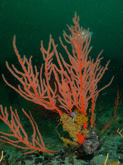 Red palmate sea fan