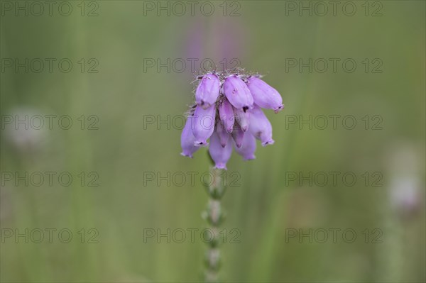 Cross-leaved heath