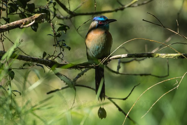 Blauscheitelmotmot