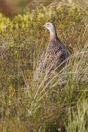 Pheasant