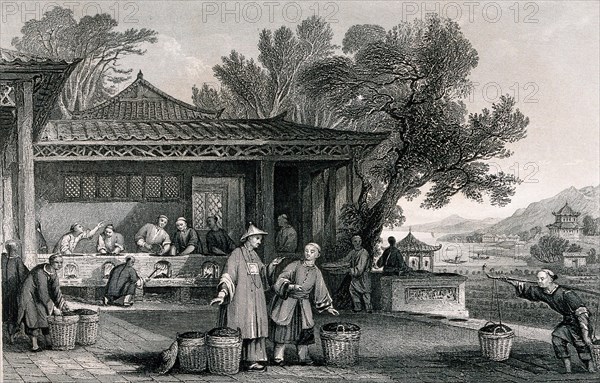 A Chinese Tea Plantation with Workers Carrying and Roasting the Tea