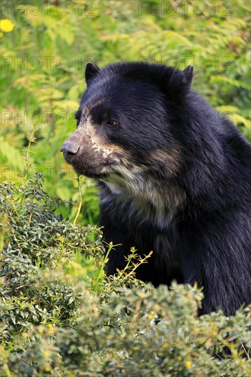 Spectacled bear