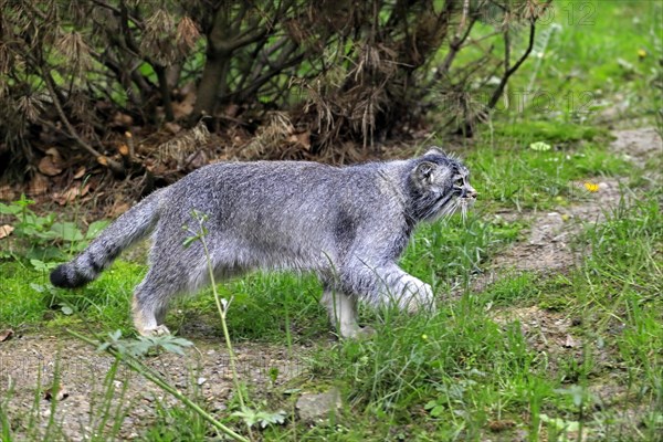 Manul