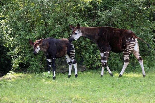 Okapi