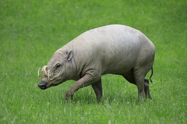 North sulawesi babirusa