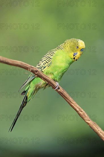 Budgie