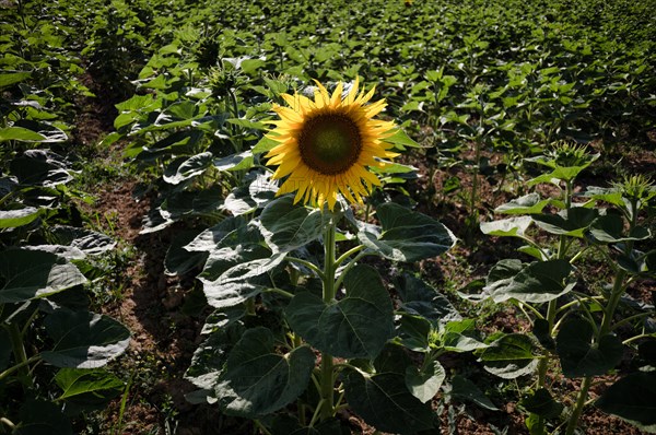 Single flower of a sunflower